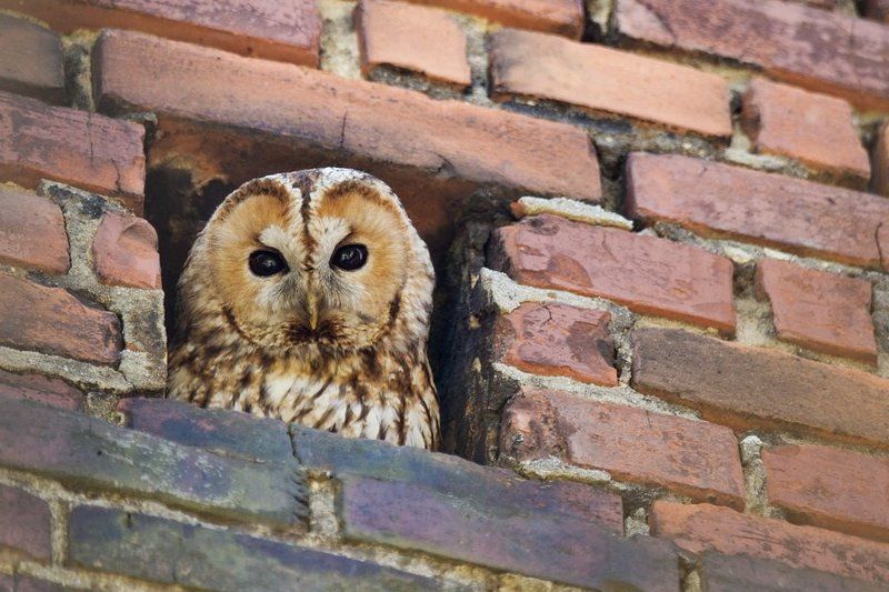 Tawny owl фото превью