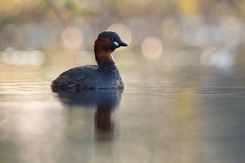 Little grebe фото превью