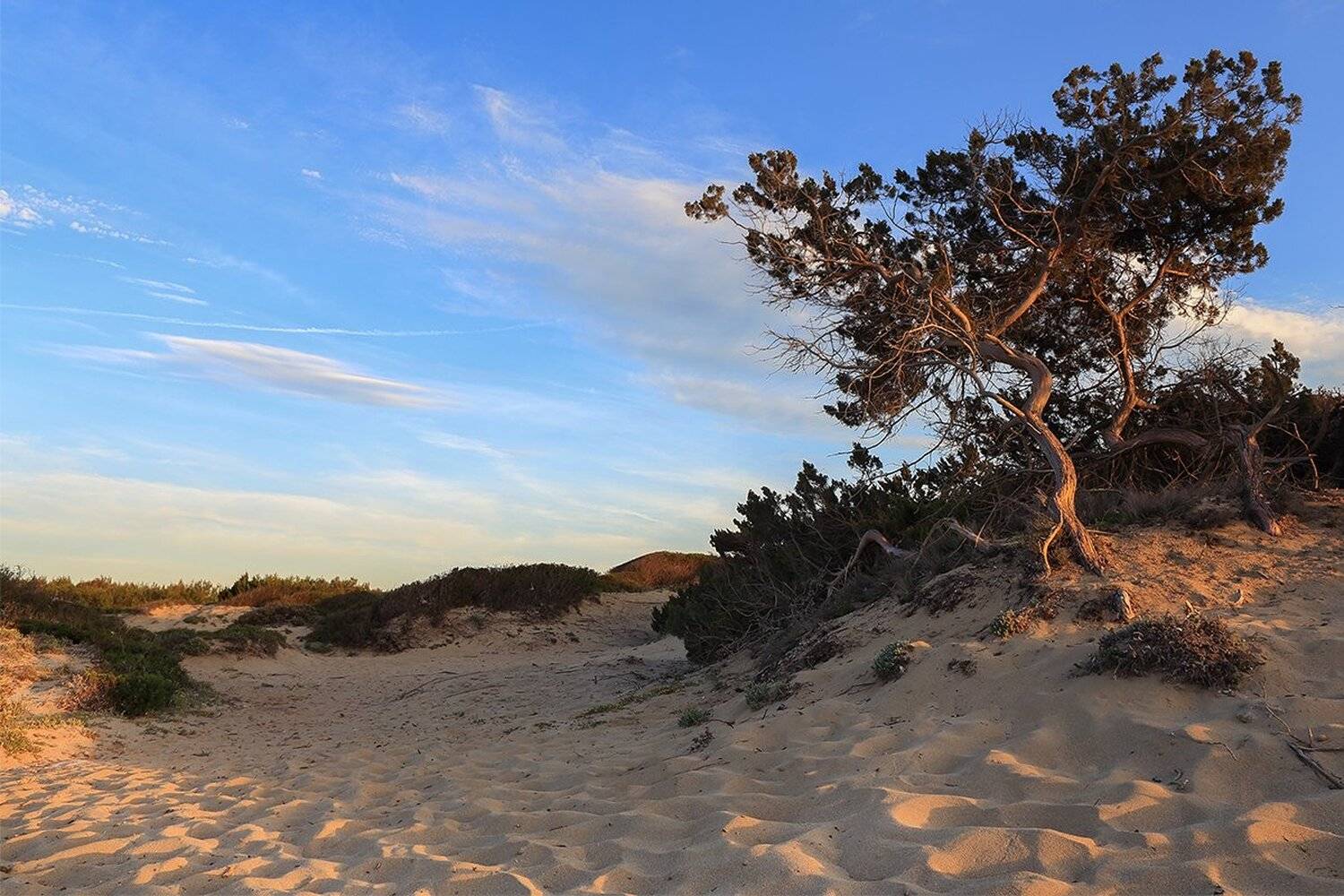 , Игорь Дубровский