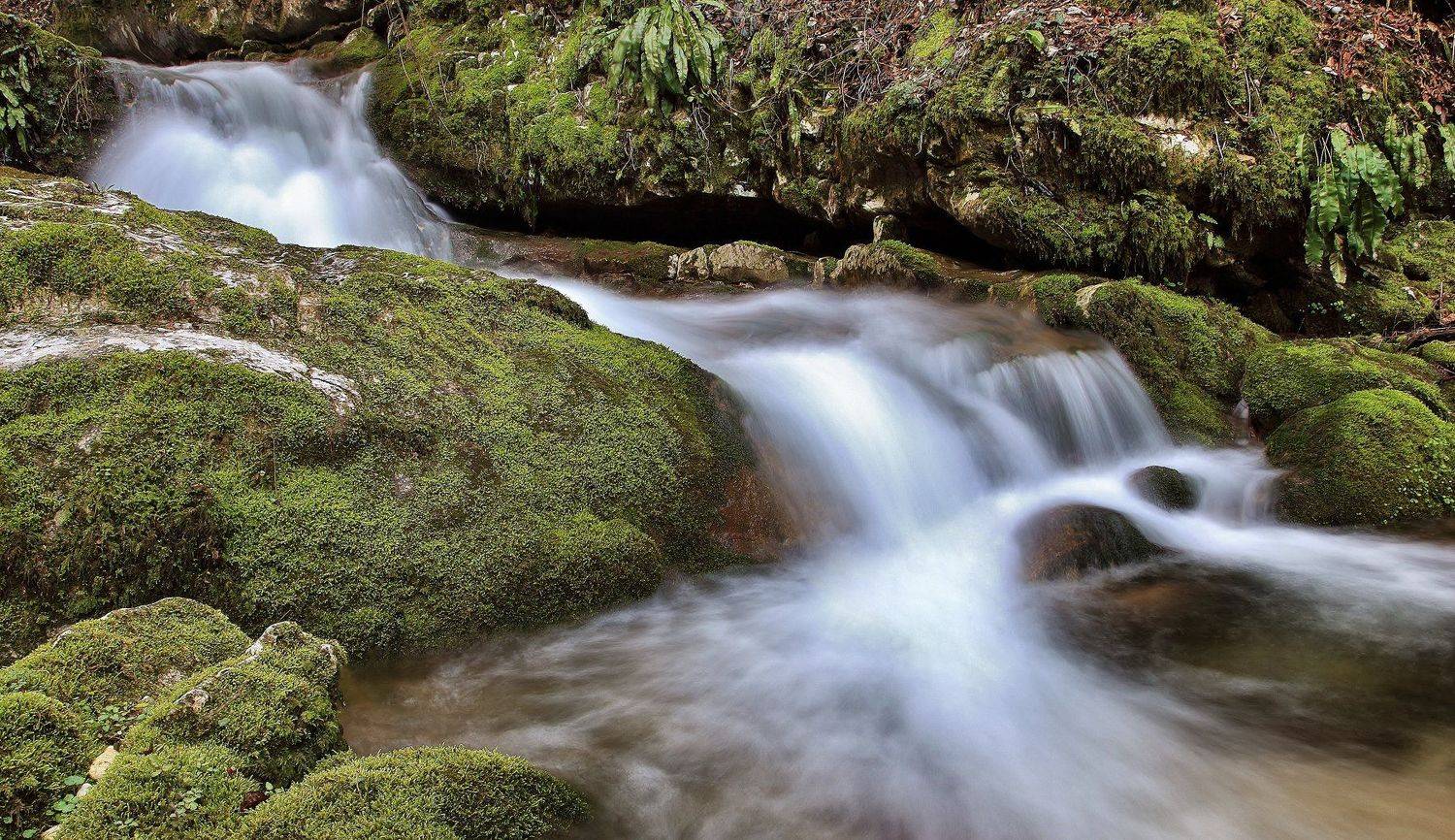 acqua,verde,foglie,movimento,, paologr63