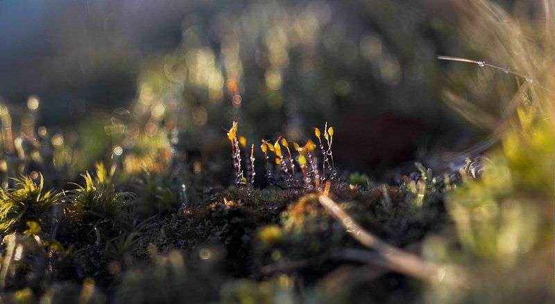 Боке, Болото, Вечер, Дождь, Закат, Капли, Кукушкин лен, Лес, Макро, Макропейзаж, Мох, Солнце ~129~ фото превью