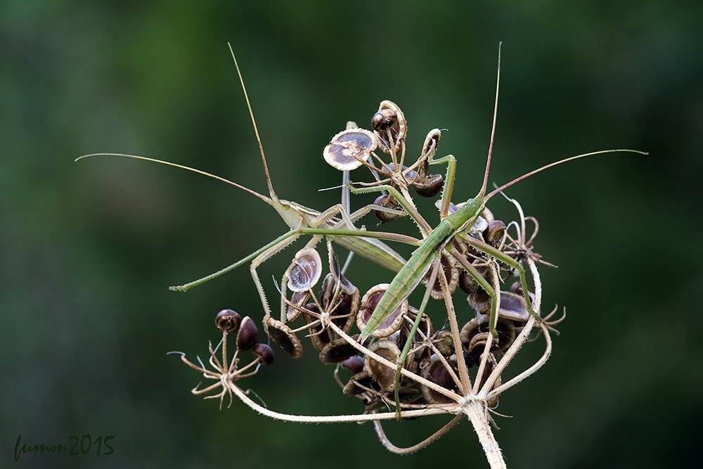 , Игорь ФУММ