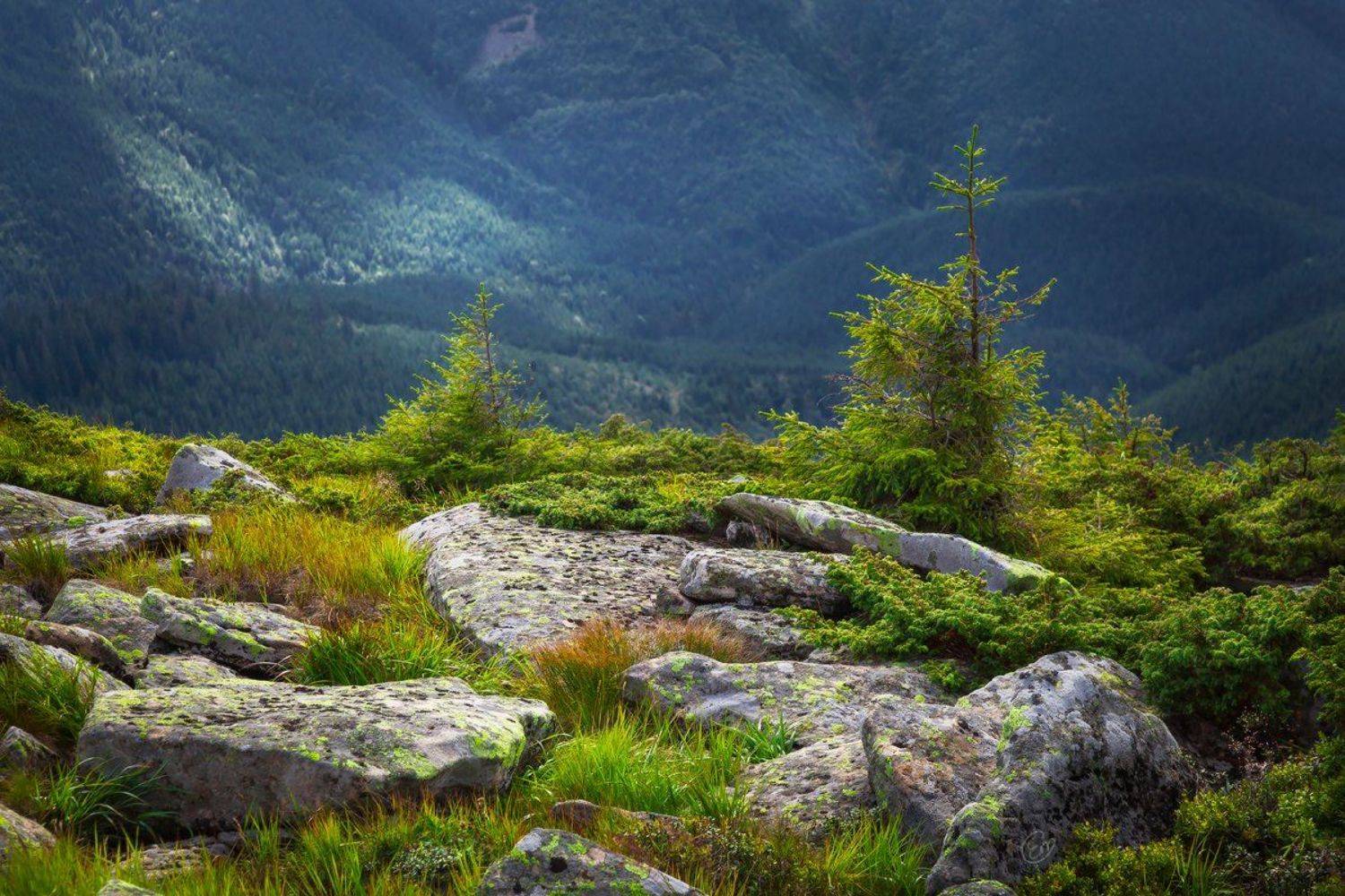 карпаты, carpathians, mountains, ukraine, nature, landscape, stones, trees, green, Emyan