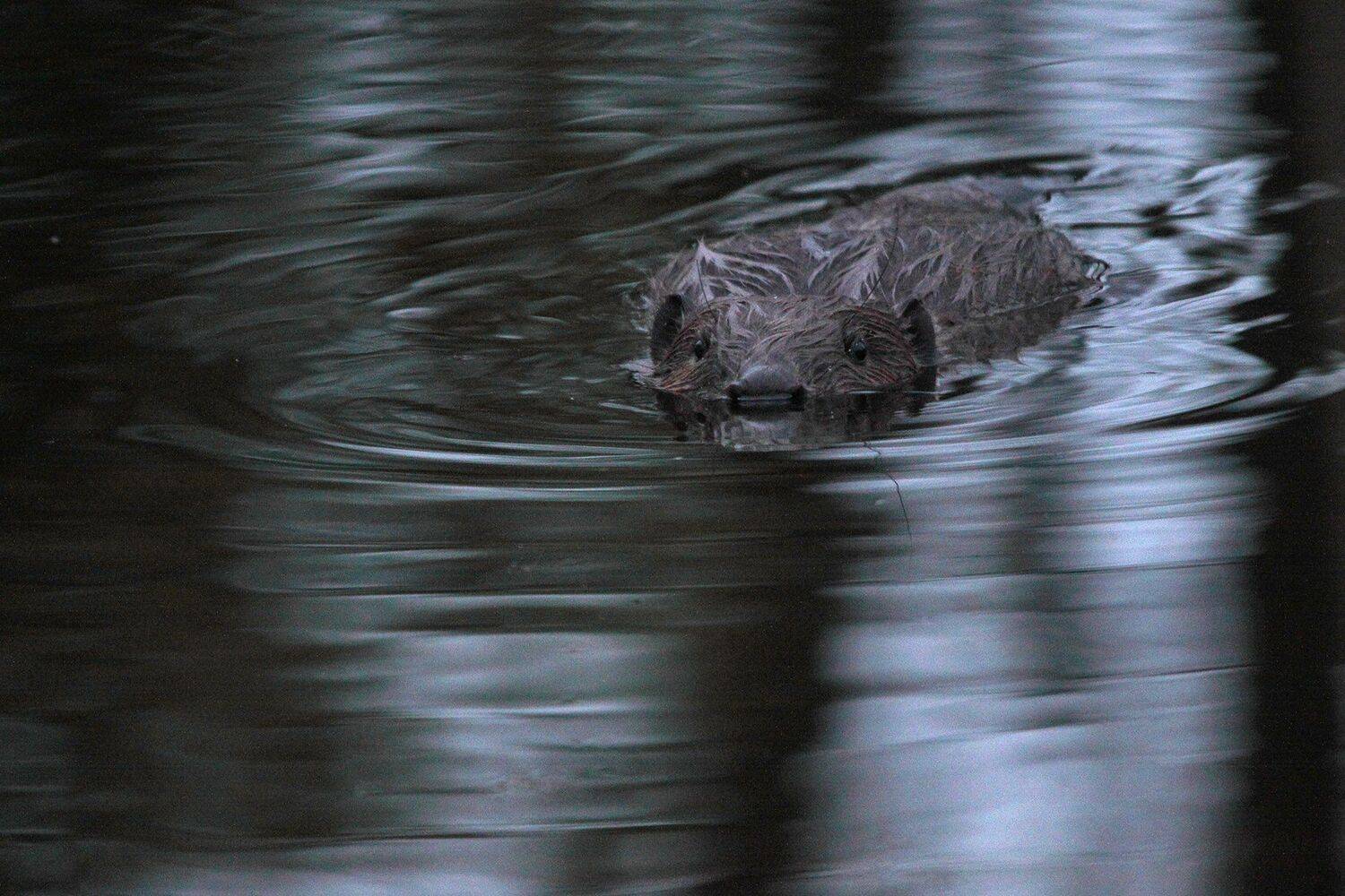 , Шангареев Марс