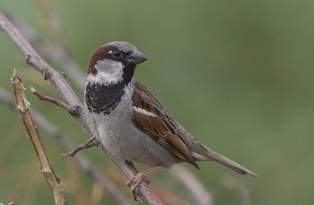 Воробей, птицы, воробьиные., Тесленко Игорь