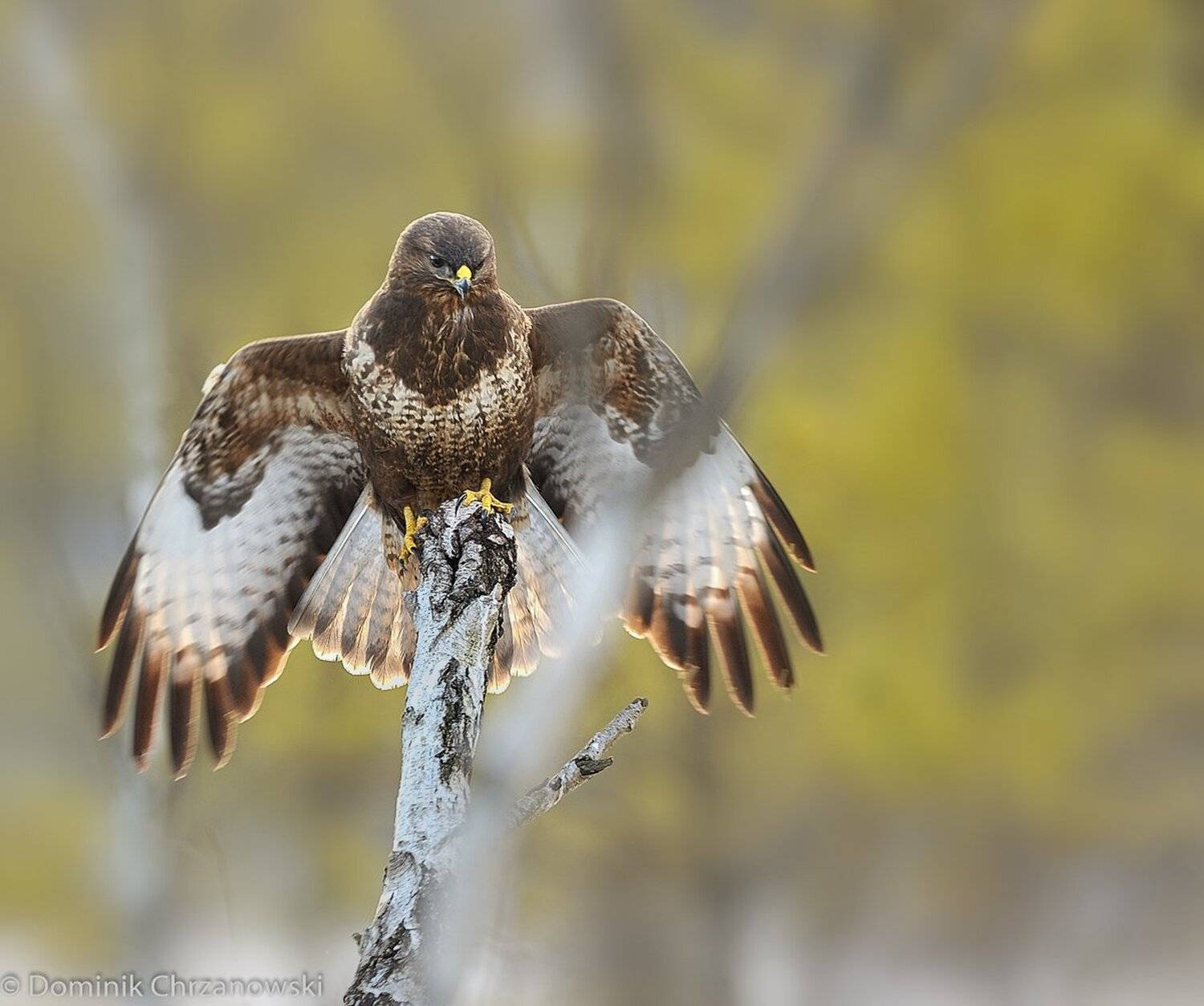 , Dominik Chrzanowski