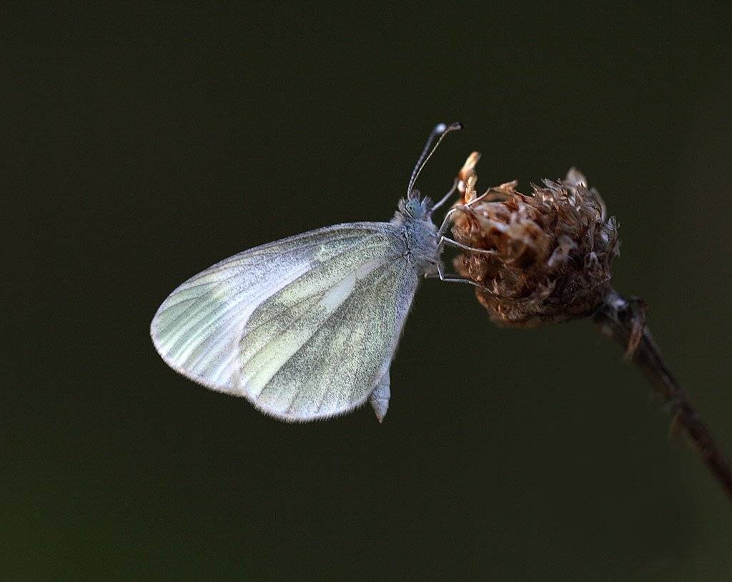 , Сергей Таланов