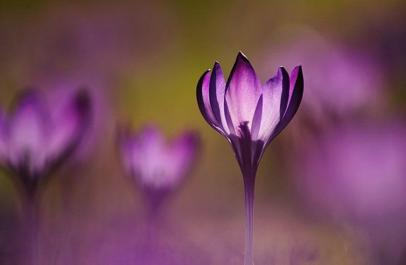 чашка фото превью