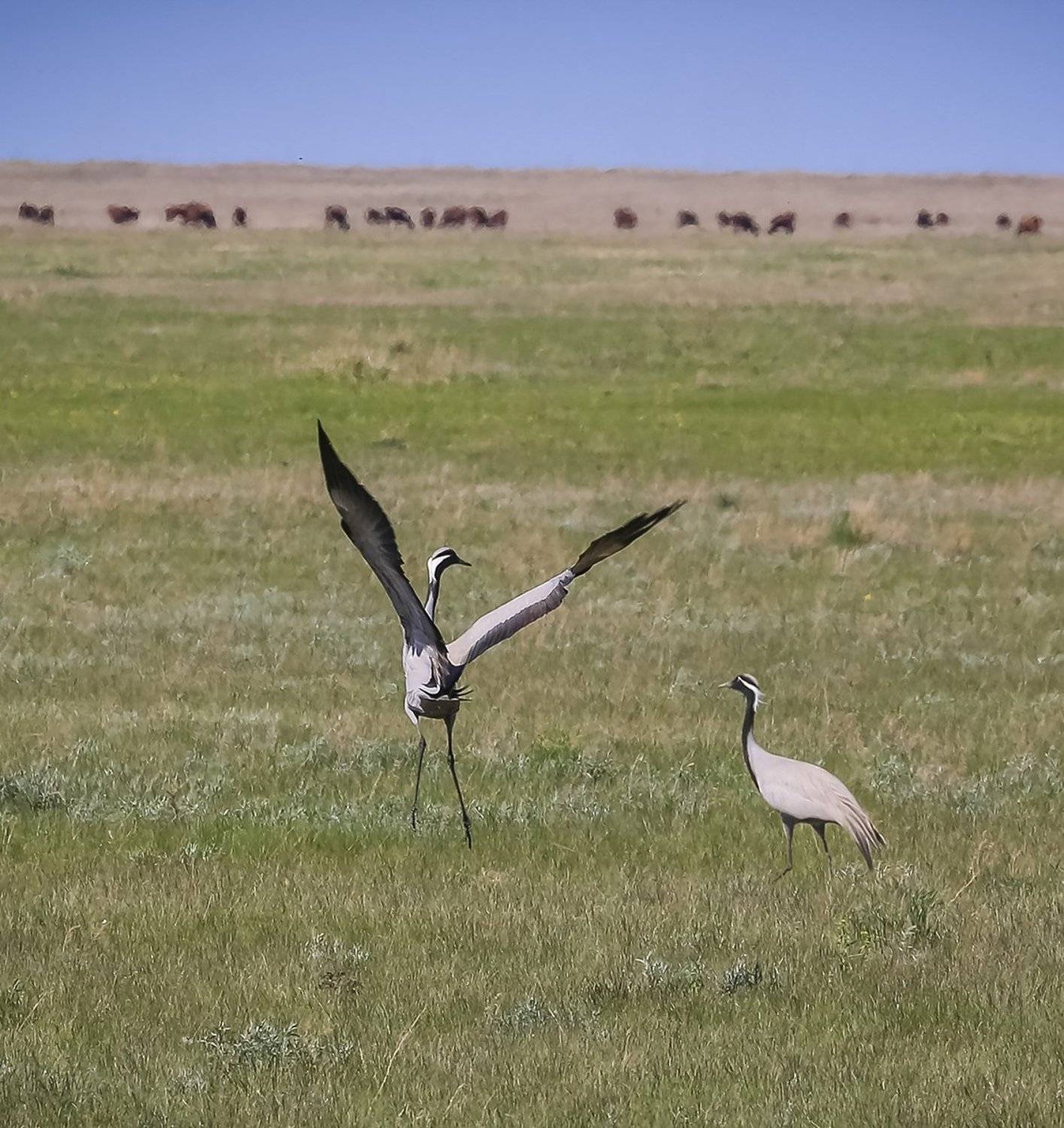 Весна алтай, Журавли, Александр Волобуев