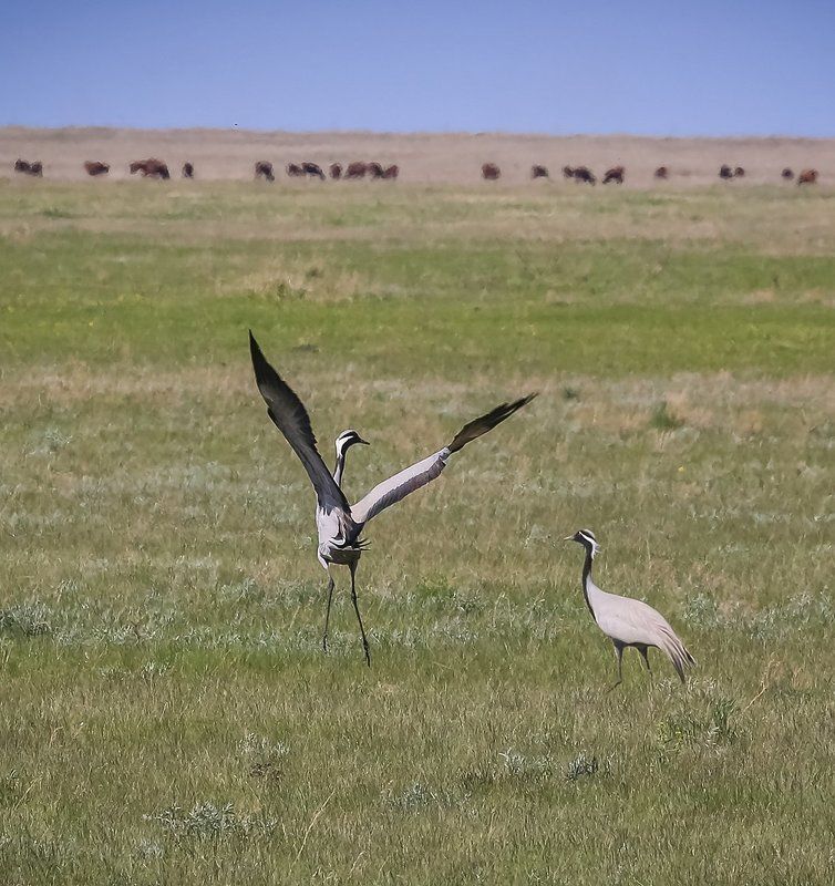 Весна алтай, Журавли Весенние танцы в Кулундинской степи.. фото превью