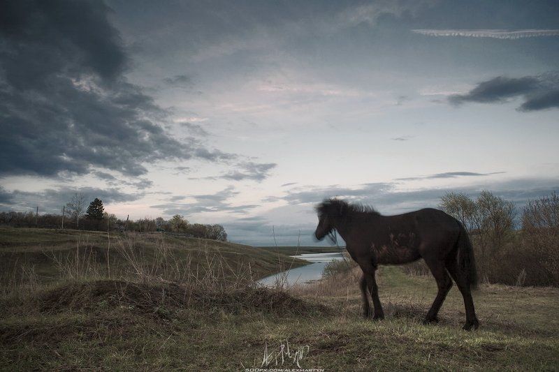 Движение, Живопись, Конь, Небо, Пейзаж, Поле, Простор, Тульскаяобласть *** фото превью
