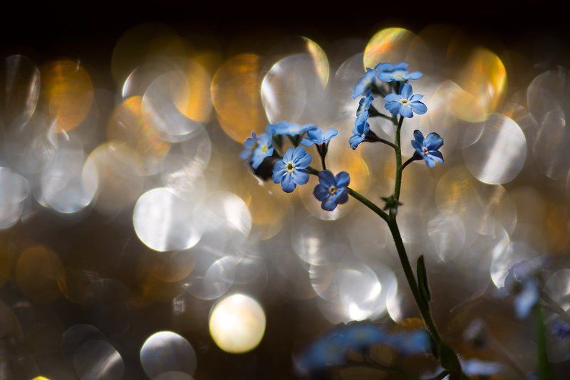 Незабудки фото превью