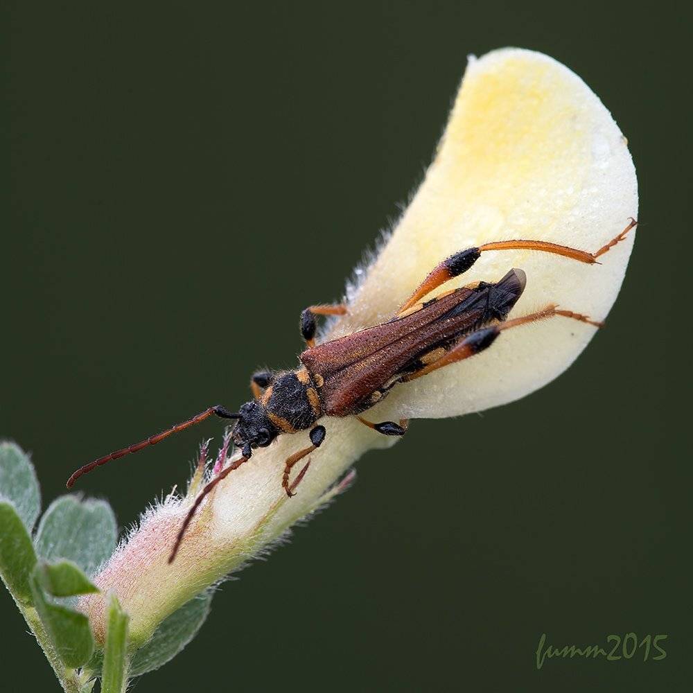 , Игорь ФУММ