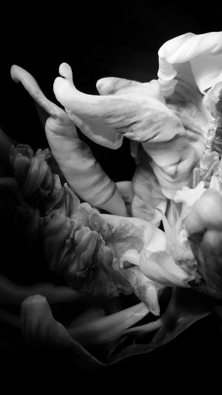 The feelings of the flower фото превью