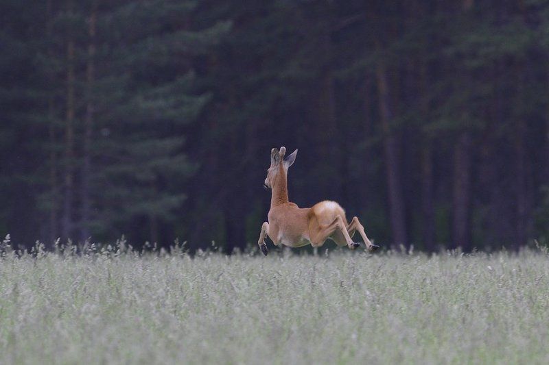 прыг-скок фото превью
