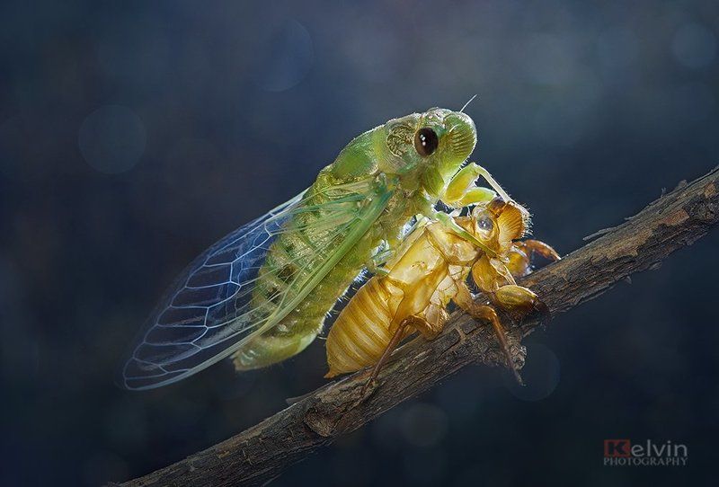 Lột Xác фото превью