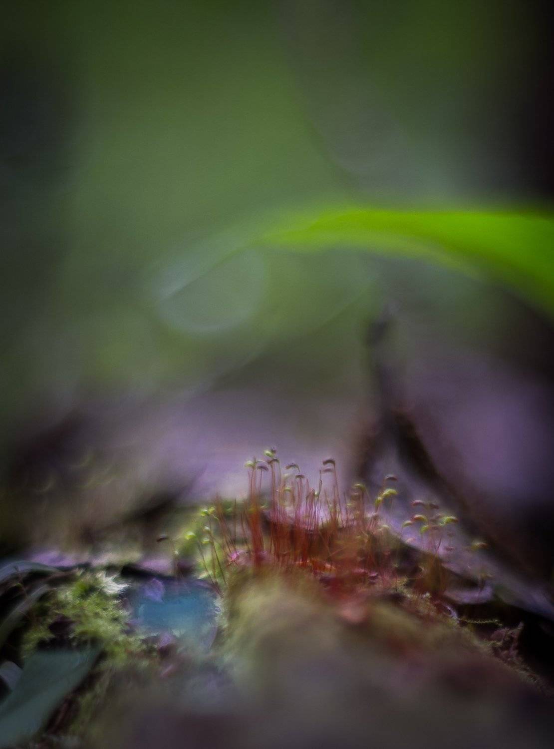 , Татьяна Гасс