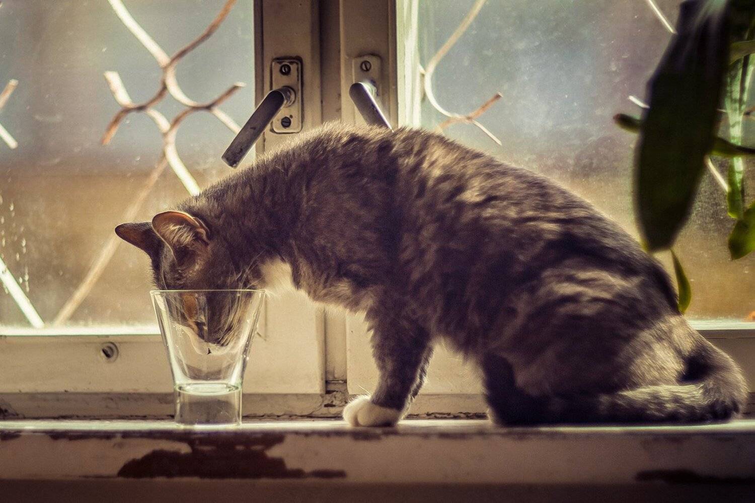 Животные, Коты, Мотря, Окно, Портрет, Kljuchenkow Aleksandr