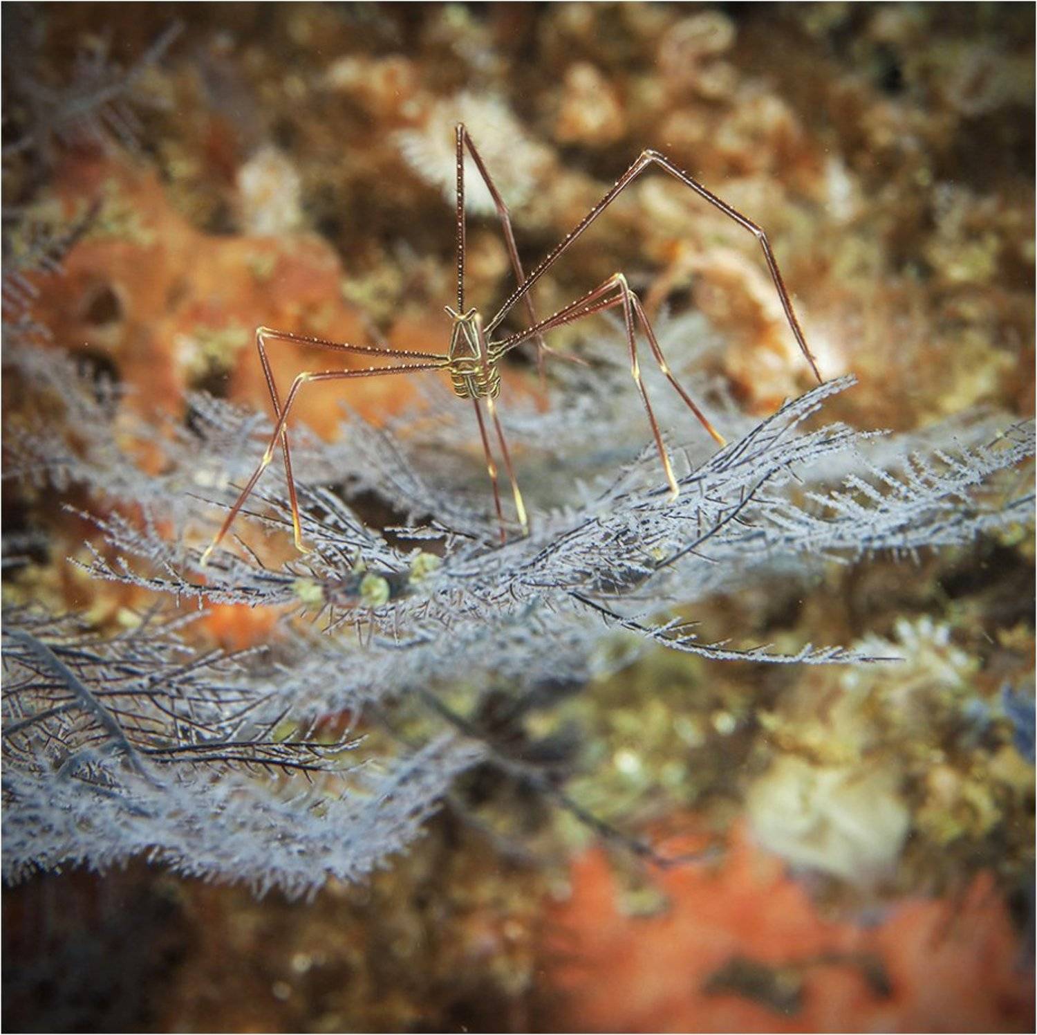 краб-паук, филиппины, Сергей Гаспарян