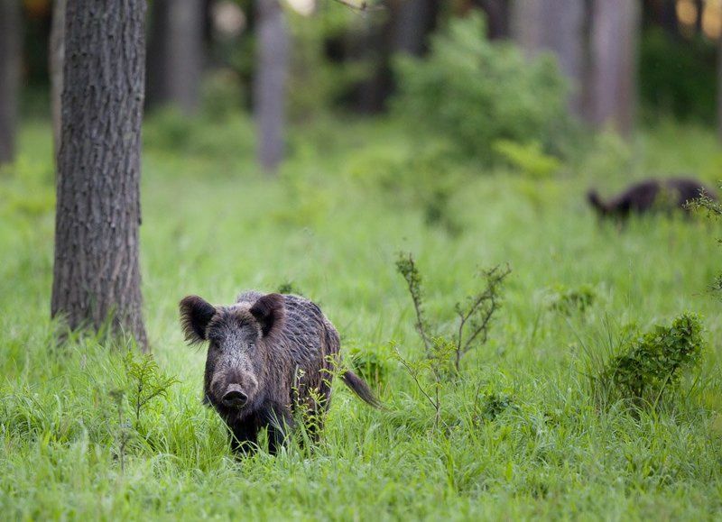 *** фото превью