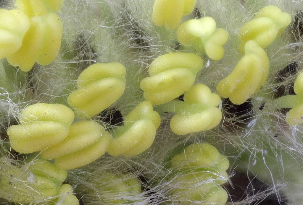 , Сергей Таланов