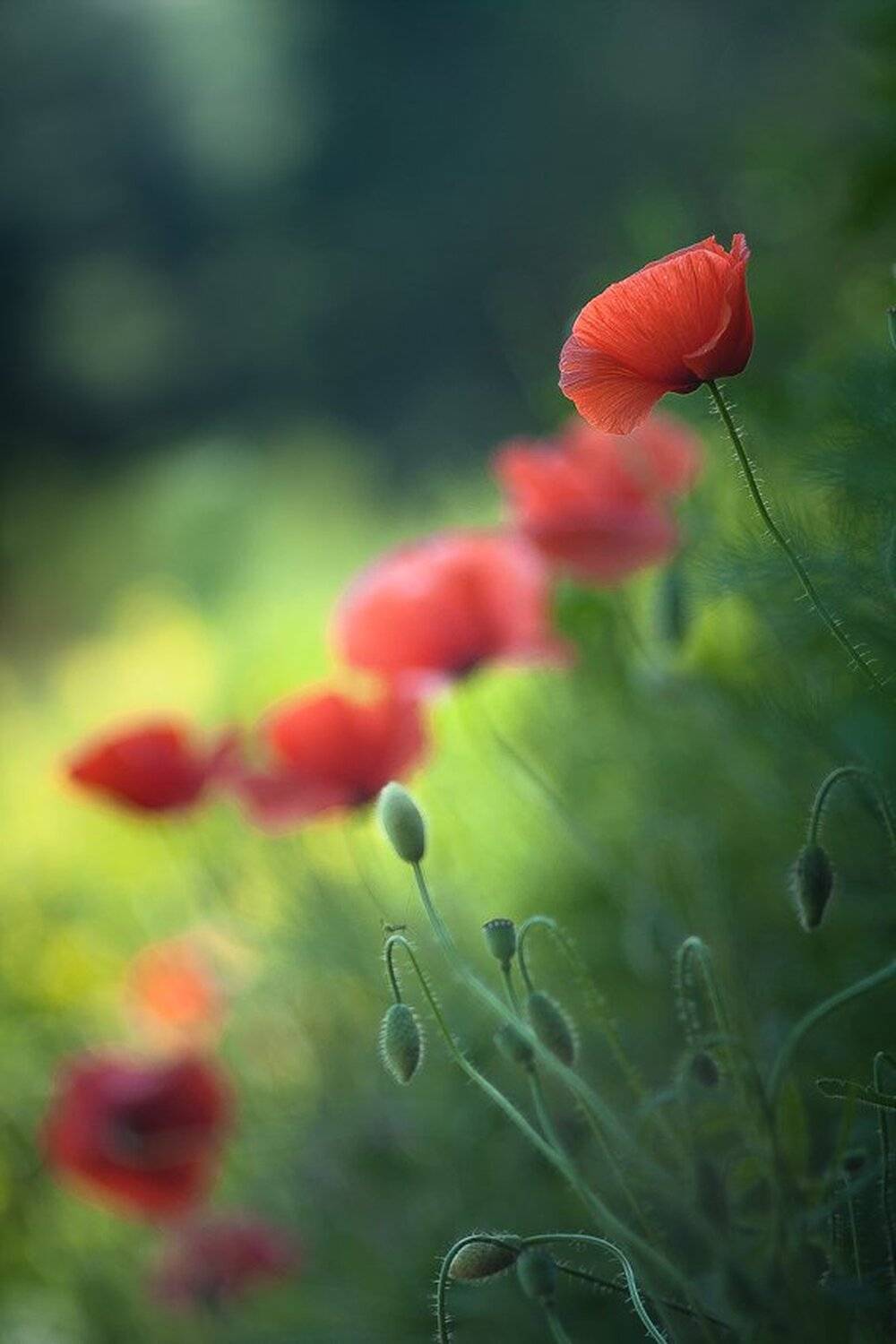 , Gabriel Prescornita