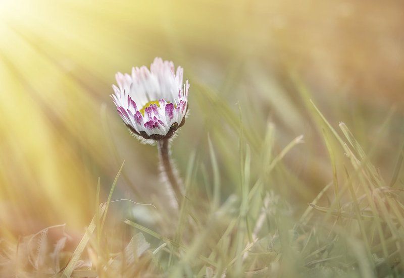 Spring flowers фото превью