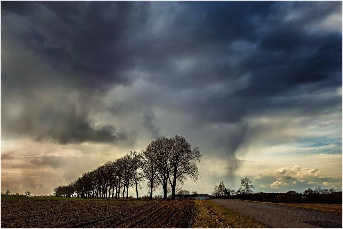 rain, spring, tree, sky, rainy, road, Daiva