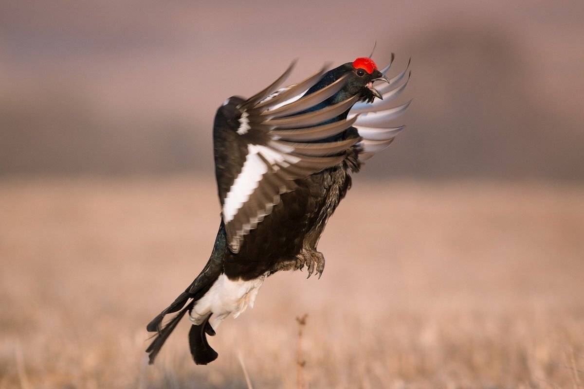 , Вилюнов Дмитрий