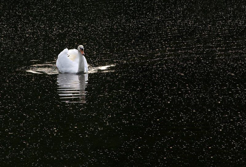 Cygnus olor, Закат, Лебедь, Птицы Брюлики фото превью