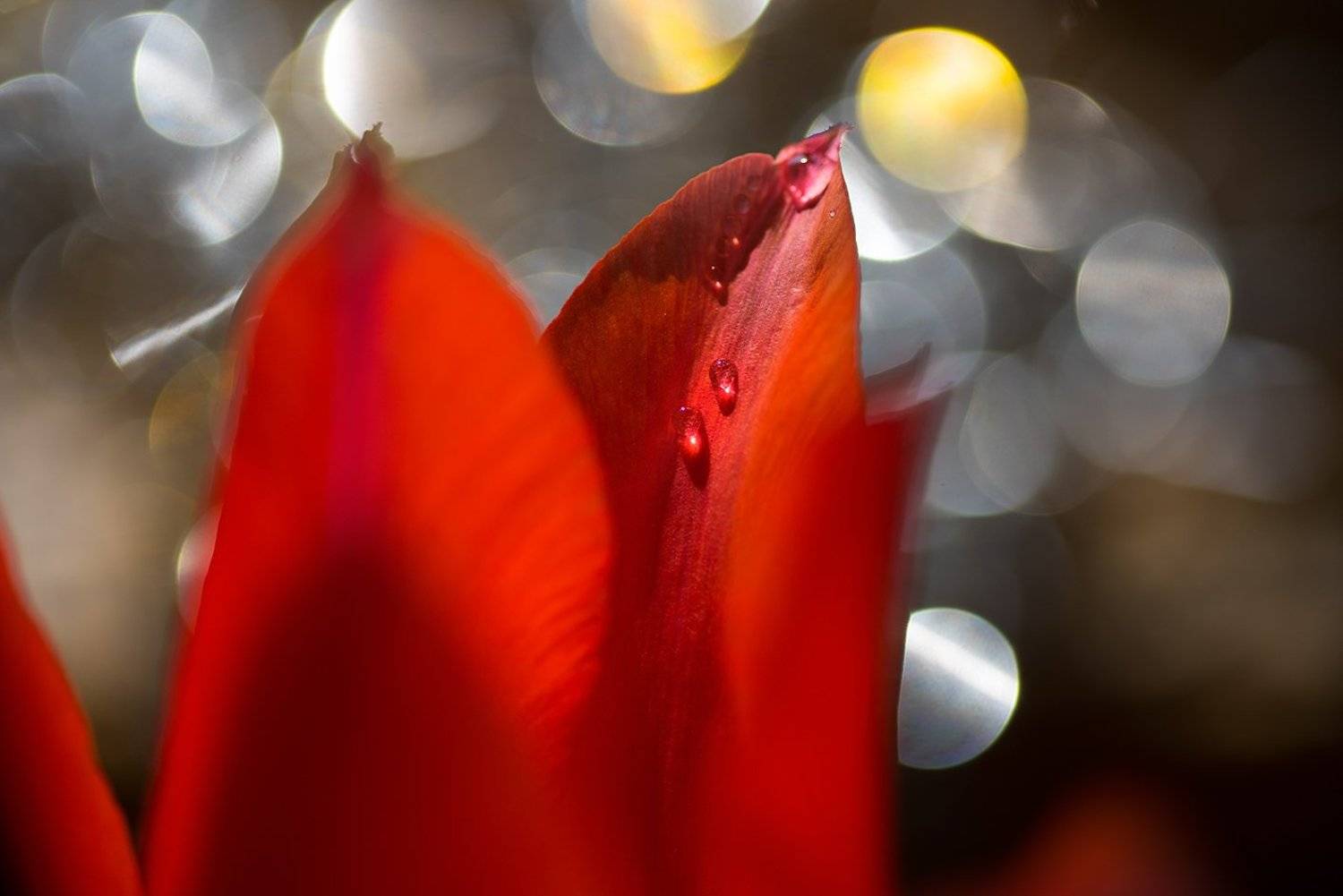 , Орлов Михаил