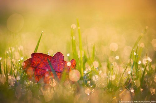 Одно мокрое утро...