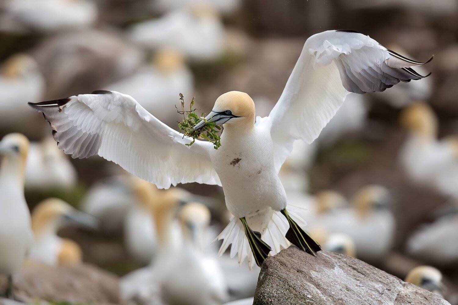 Gannet, Marcin Kaczmarkiewicz