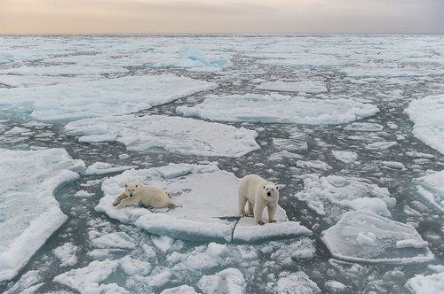 Мишки на Шпицбергене
