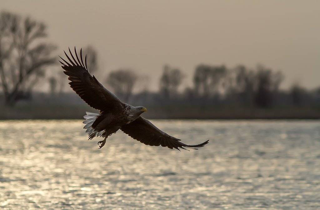 Орлан, белохвост, орел, Волга, Тесленко Игорь