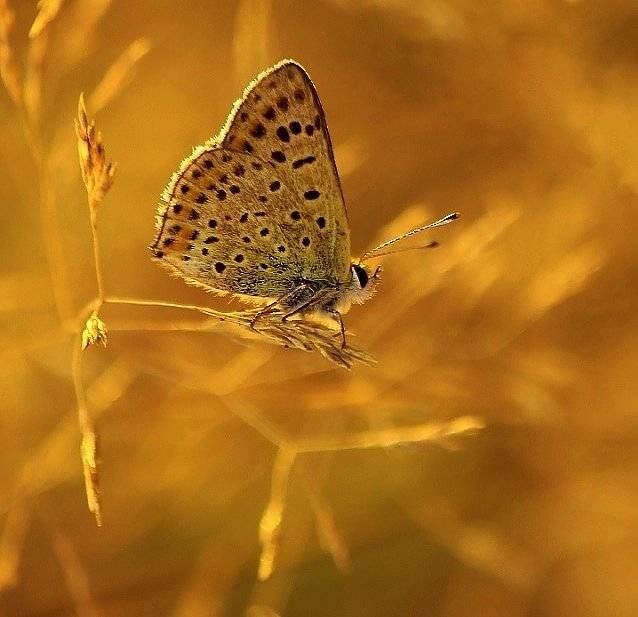 , Pawel Plucinski
