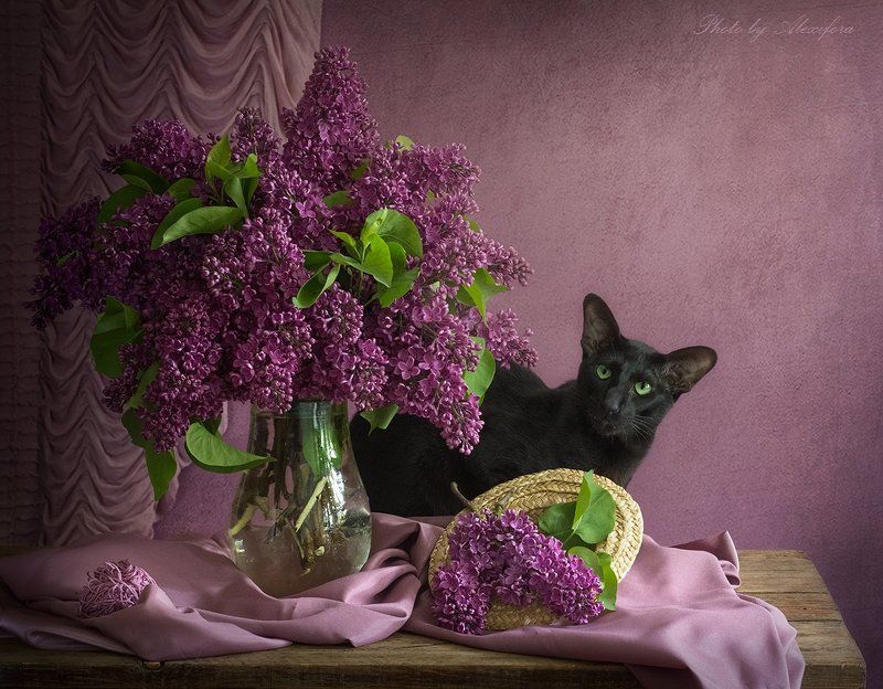 В сиреневых тонах фото превью