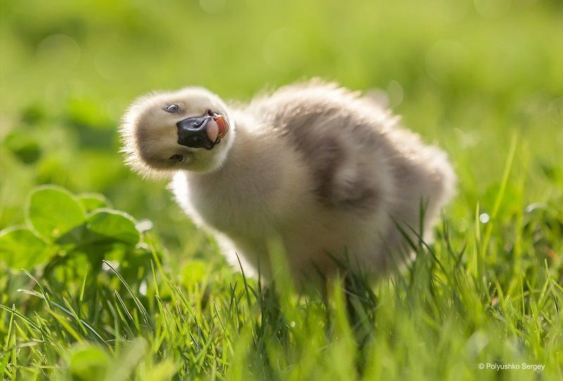 2015, Animal, Goose Любопытный гусенок фото превью