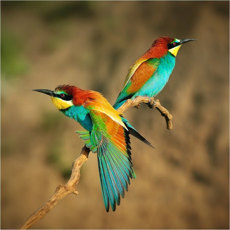Birds, European Bee-eater, Wildlife Золотистые щурки фото превью