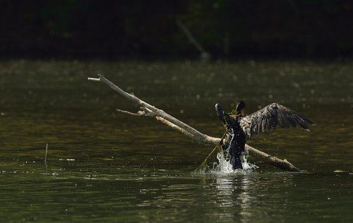 Cormorant wings lost