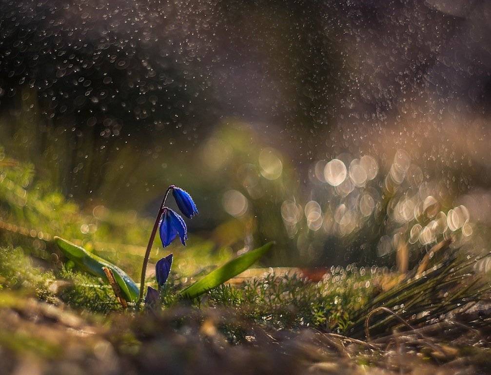 Боке, Весна, Первоцвет, Подснежник, Природа, Рассвет, Цветы, Екатерина Науменко