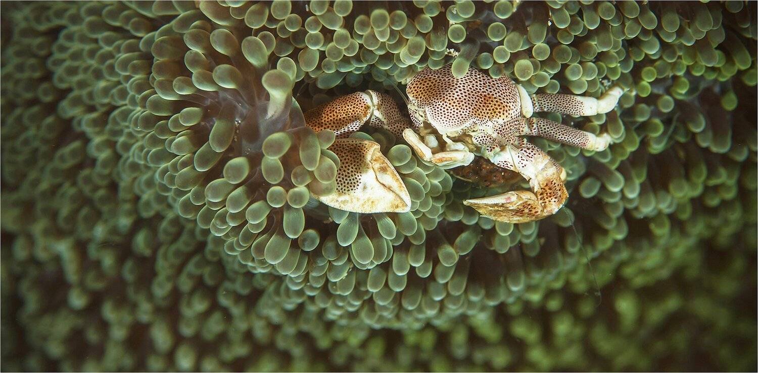 Анемон, Краб, Филиппины, Сергей Гаспарян