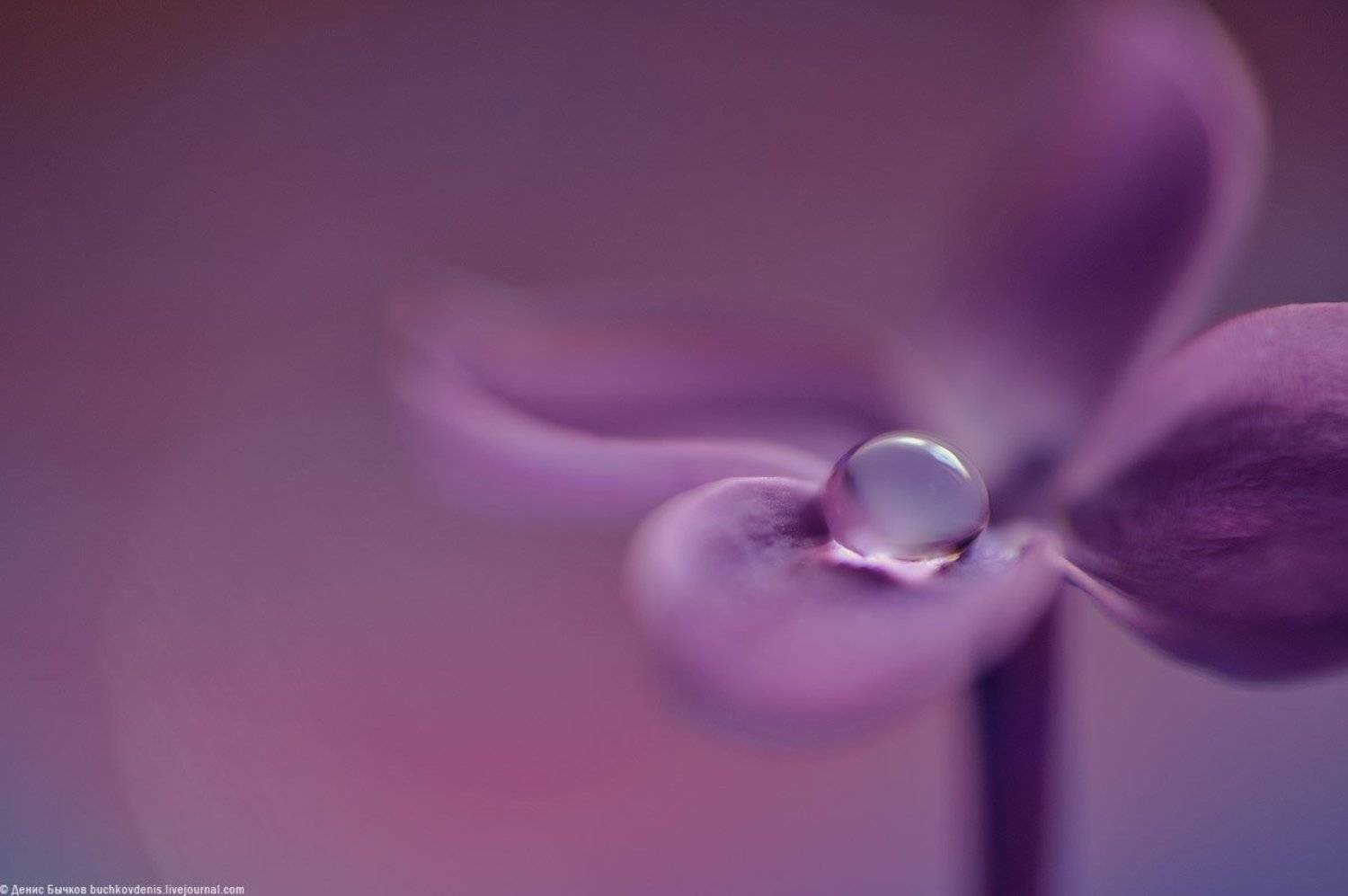 drop, flower, macro, nature, nikon, purple, water, Сирень, Бычков Денис