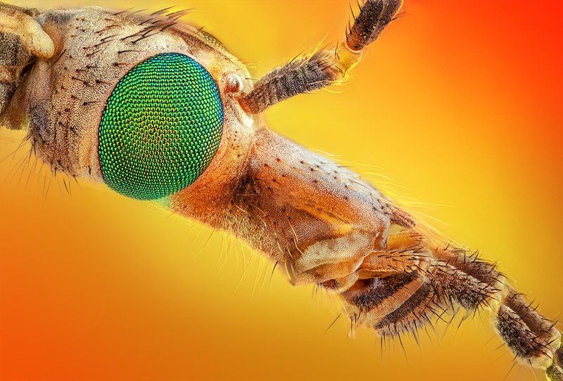 pu5z3k, macro tipula фото превью