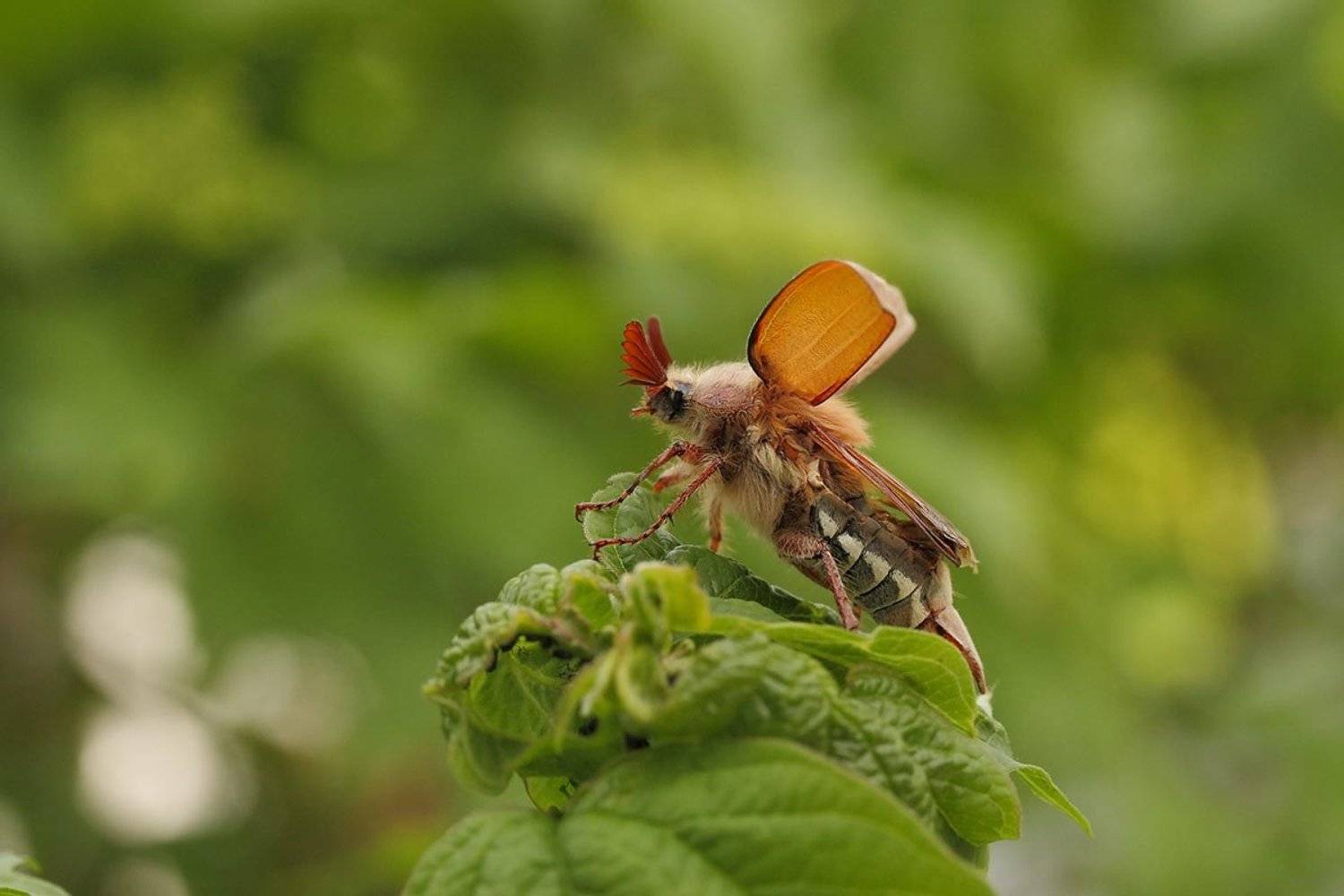 , Роман Рысь