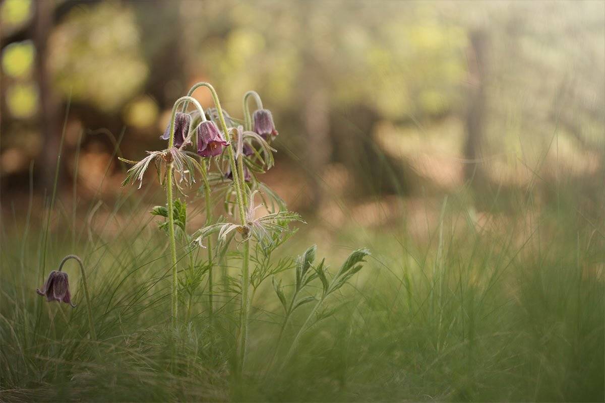 , Роман Рысь