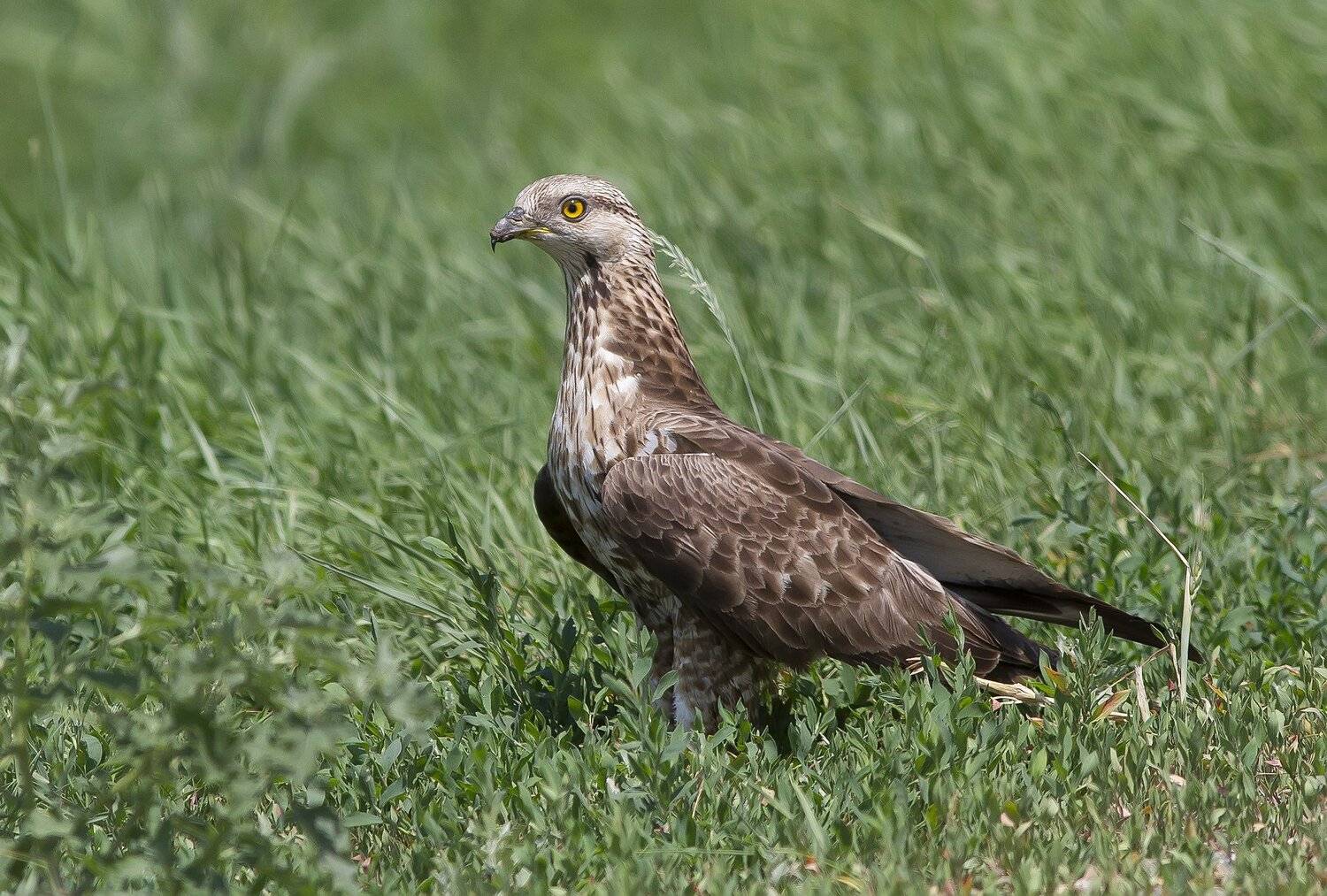 Осоед, орел, ястребиные, птицы, Тесленко Игорь