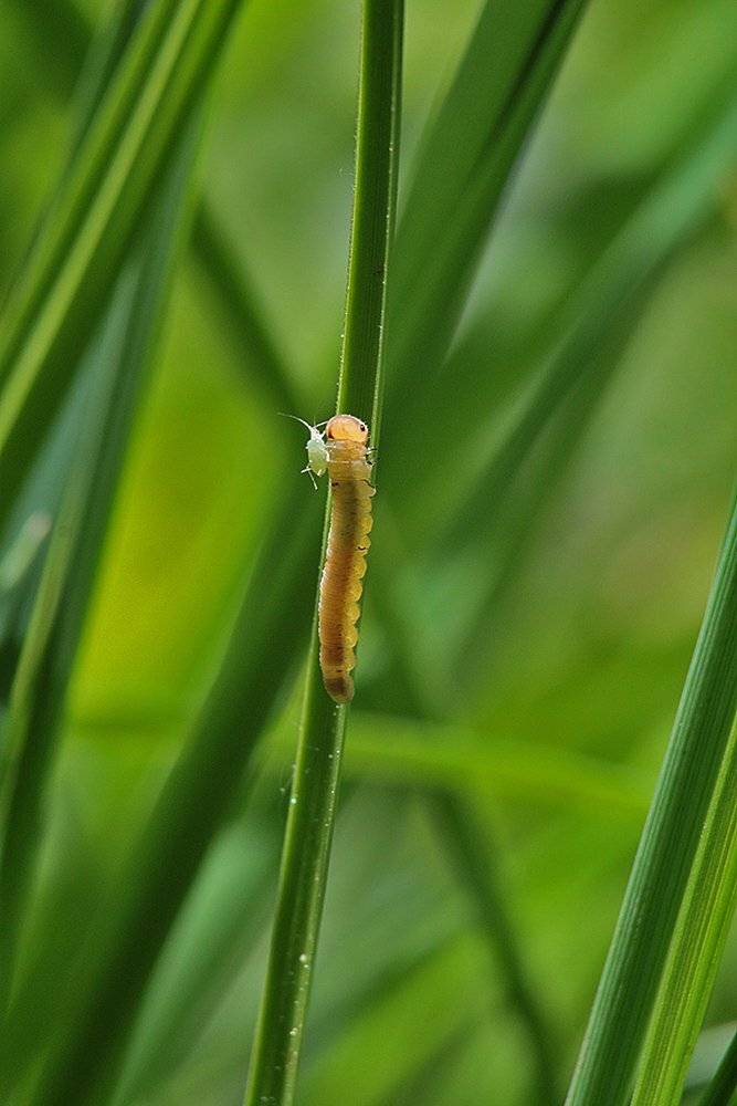 , Шангареев Марс