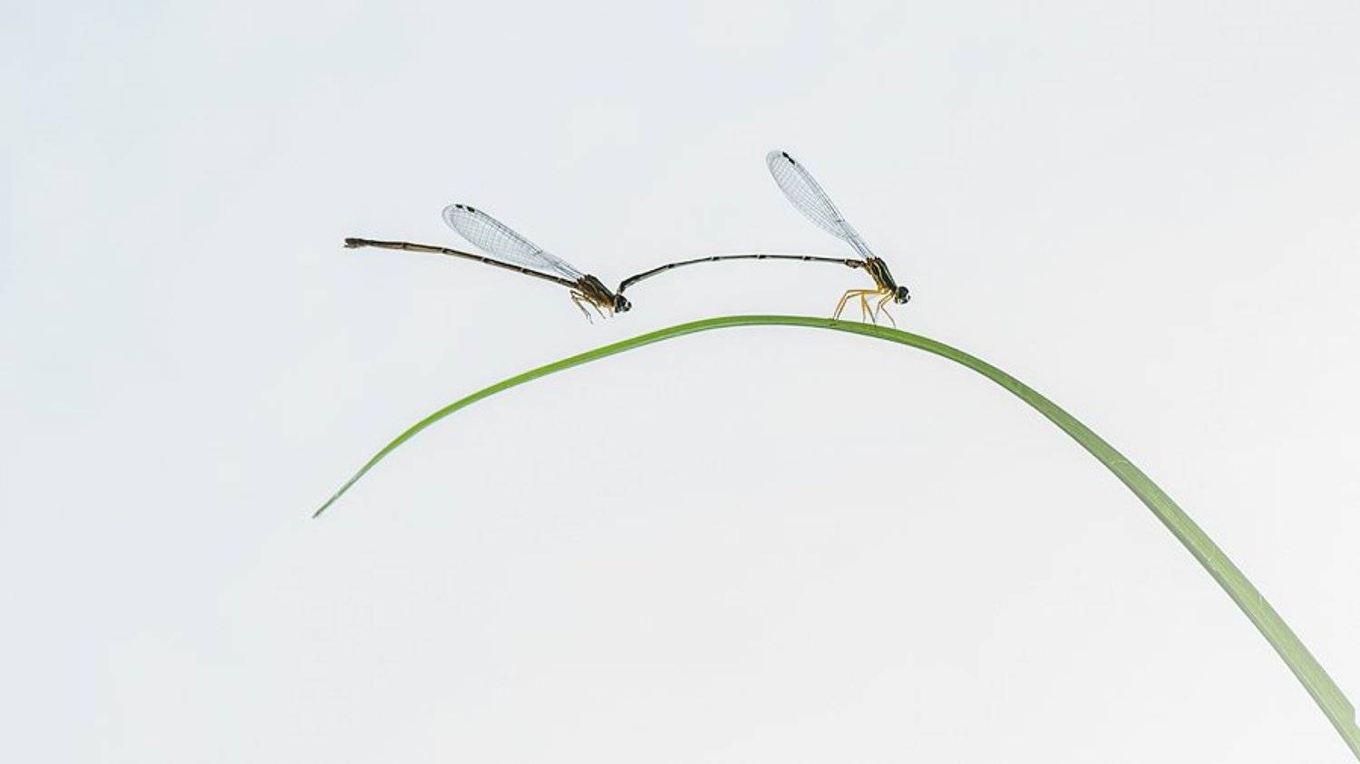 Damselfly, minimalis,, Budi Gunawan