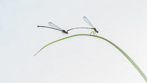 Minimalis